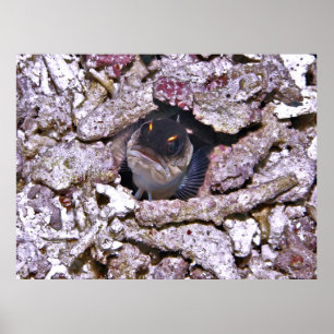 Poster Poisson en colère