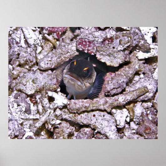 Poster Poisson en colère (Devant)