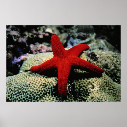Poster Poisson étoile | Mer Rouge (Devant)