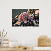 Poster poisson étoile tenant (Cuisine)