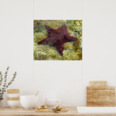 Poster Poisson étoilée sous-marine aux Bahamas (Cuisine)