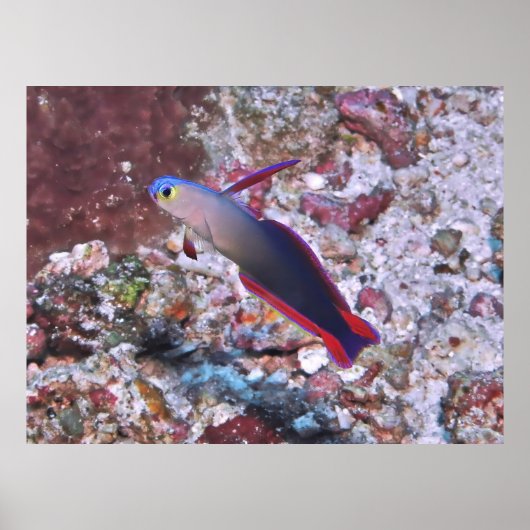 Poster Poisson foncé décoré (Devant)