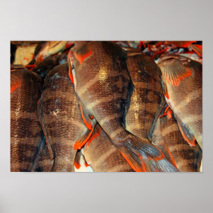 Poster Poisson frais