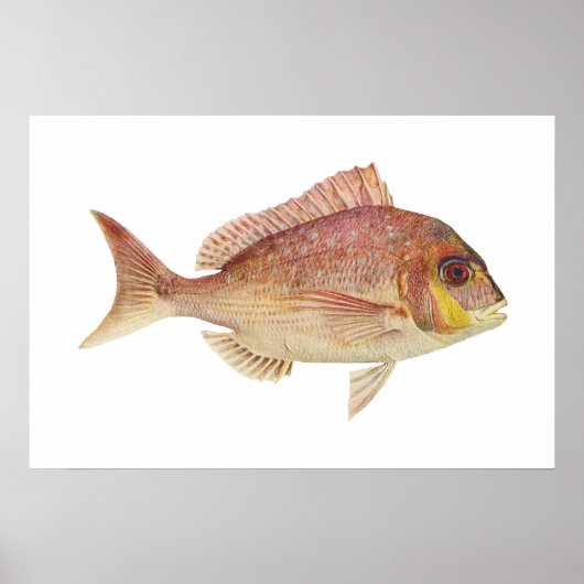 Poster Poisson - Frame rouge - Chryosophrys guttuatus (Devant)