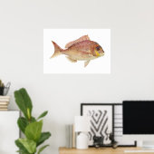 Poster Poisson - Frame rouge - Chryosophrys guttuatus (Bureau à domicile)