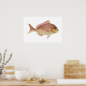 Poster Poisson - Frame rouge - Chryosophrys guttuatus (Cuisine)