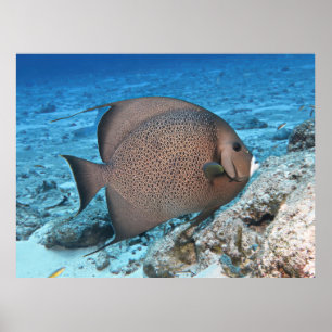 Poster Poisson gris