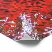 Poster Poisson-hôte orné (Coin)