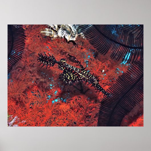 Poster Poisson-hôte orné (Devant)