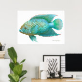 Poster Poisson Jack Dempsey Cichlid Imprimer (Bureau à domicile)