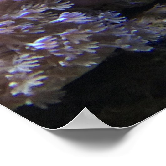 Poster Poisson jaune (Coin)