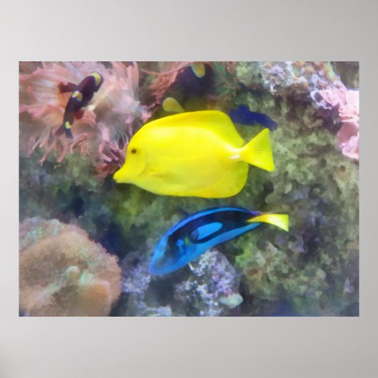 Poster Poisson jaune et bleu Tang (Devant)