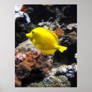 Poster Poisson jaune Tang