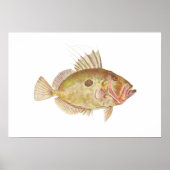 Poster Poisson - John Dory - Zeus faber (Devant)