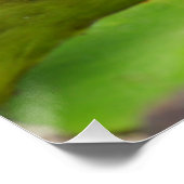 Poster Poisson Koi dans l'étang Lily de l'eau (Coin)