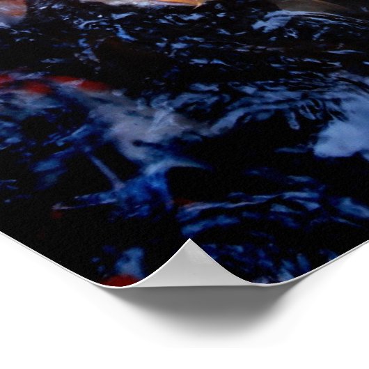 Poster Poisson Koi dans une frénésie alimentaire, Oahu (Coin)