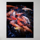Poster Poisson Koi dans une frénésie alimentaire, Oahu (Devant)