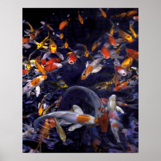 POSTER POISSON KOI EN FLEURS (Devant)