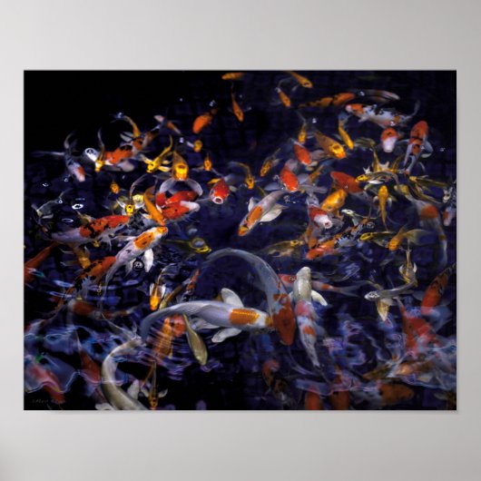 POSTER POISSON KOI EN FLEURS (Devant)