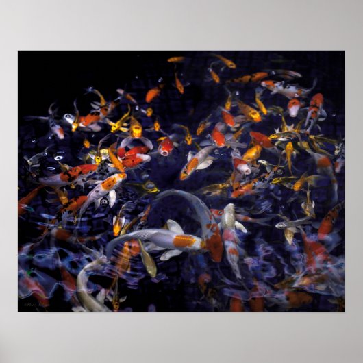 POSTER POISSON KOI EN FLEURS (Devant)