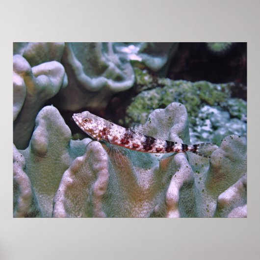 Poster Poisson-lézard équilibré (Devant)