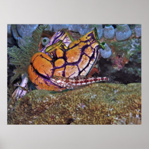 Poster Poisson Lézard et tunicier