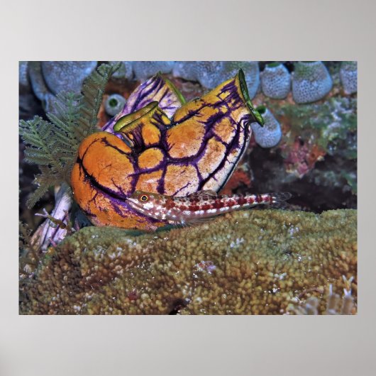 Poster Poisson Lézard et tunicier (Devant)