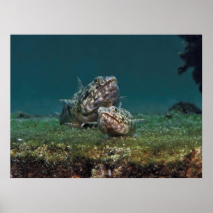 Poster Poisson-Lézard, grand et petit