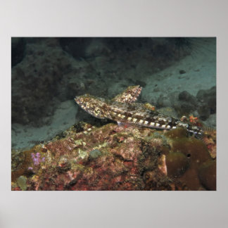 Poster Poisson-lézard X