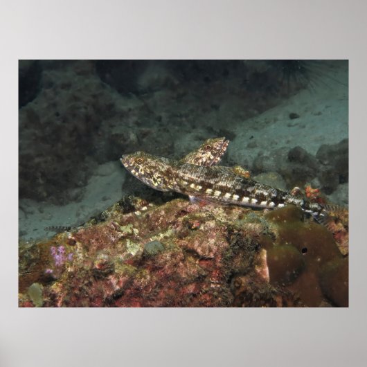 Poster Poisson-lézard X (Devant)