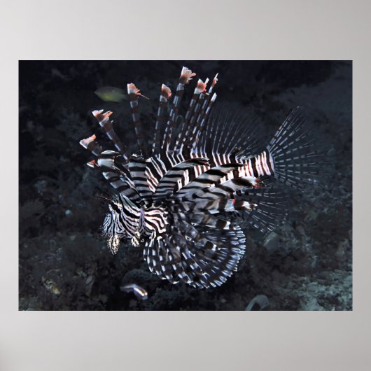Poster Poisson-lionne du triangle corallien (Devant)