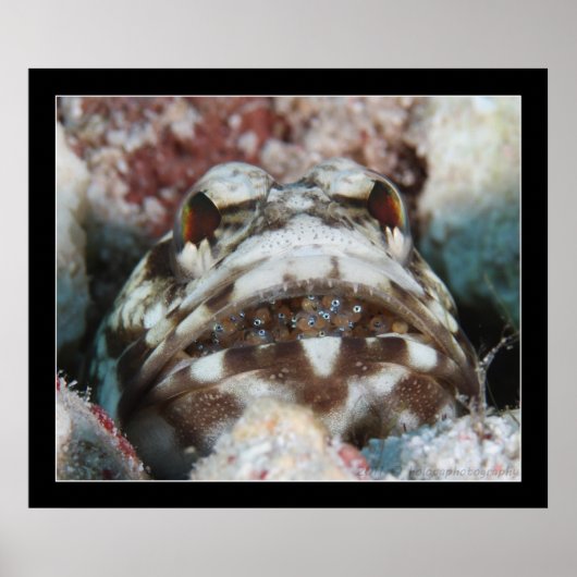 Poster Poisson-mâchoire aux oeufs (Devant)