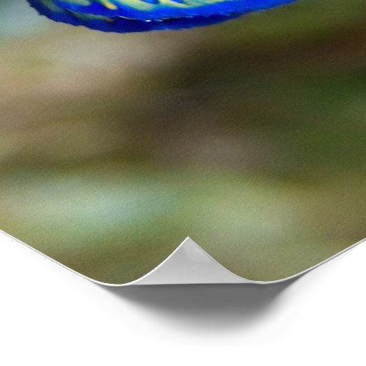 Poster Poisson mandarin (Coin)