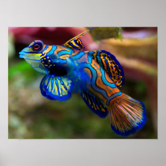 Poster Poisson mandarin