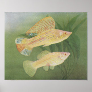 Poster Poisson - Mollies albinos - Poecilia latipinna P/f