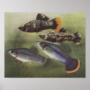 Poster Poisson - Mollies - Phénops de Poecilia