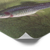 Poster Poisson - Mollies - Poecilia sphenops (Coin)