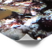 Poster Poisson-mouche à nez long (Coin)