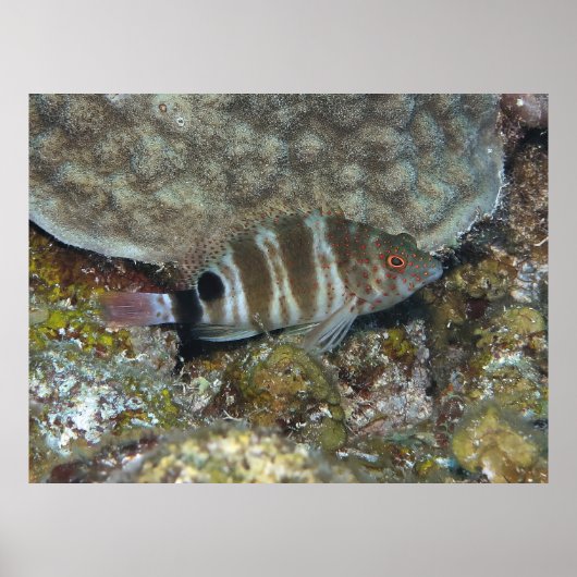 Poster Poisson-mouche tacheté (Devant)