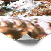 Poster Poisson-neiges (Coin)