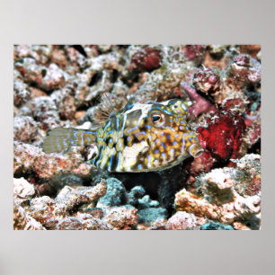 Poster Poisson-neiges