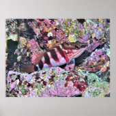 Poster Poisson néo-zélandais (Devant)