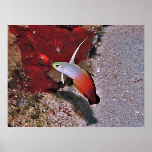 Poster Poisson noir (Devant)
