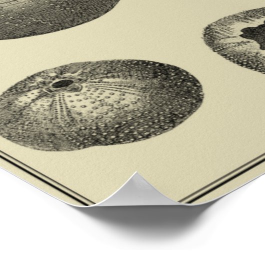 Poster Poisson noir et blanc (Coin)