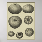 Poster Poisson noir et blanc (Devant)