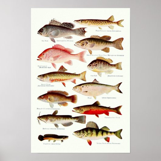 Poster Poisson nord-américain vintage (Devant)