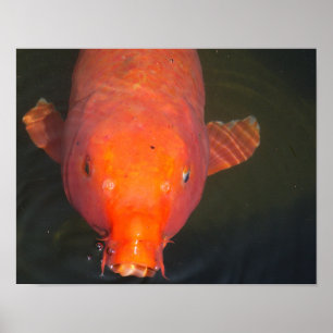 Poster Poisson orange Koi