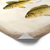 Poster Poisson panfish Perche basse et walleye Wall Art (Coin)