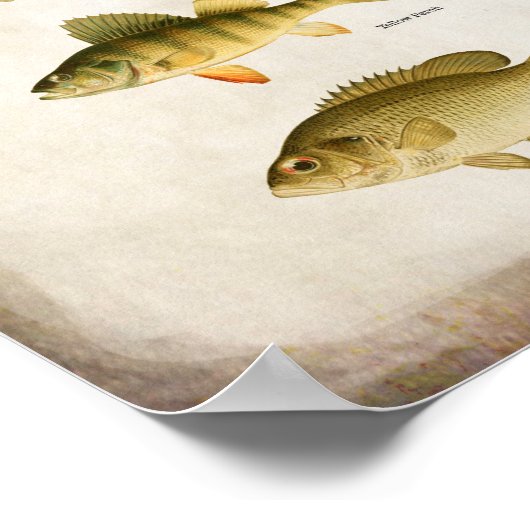 Poster Poisson panfish Perche basse et walleye Wall Art (Coin)