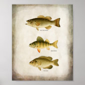 Poster Poisson panfish Perche basse et walleye Wall Art (Devant)
